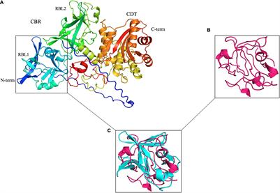 Pathogenic Leptospira Evolved a Unique Gene Family Comprised of Ricin B-Like Lectin Domain-Containing Cytotoxins